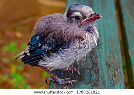 Baby Blue Jay Stock Photos And Images Avopix Com