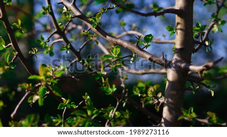 bright and juicy green flowering bush with small leaves on the background of the blue sky in the sunlight                           