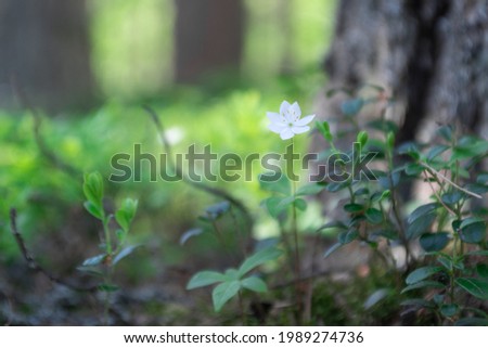 White flower and Green leaves background.Green leaves color tone