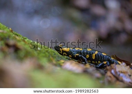 Fire salamander (Salamandra salamandra) sitting on a mossy stone.