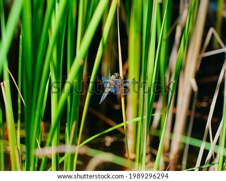 This blue dragonfly hanging on a straw