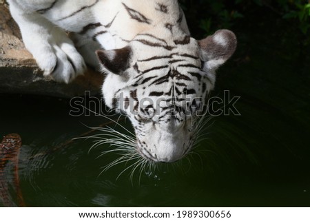 The white tiger lowered his head down to drink water.