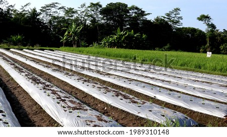 
Mulching film or plastic cover soil for keeping moisture and control weed in intensive crops in tropical field.		 Royalty-Free Stock Photo #1989310148
