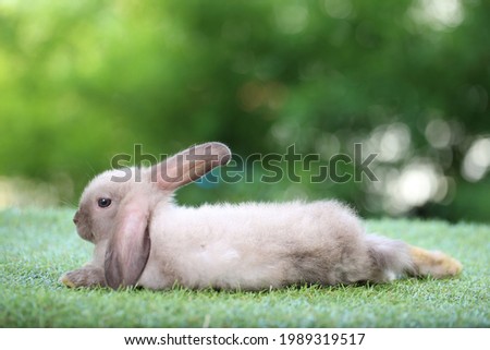 Cute little rabbit on green grass with natural bokeh as background. Young adorable bunny playing in garden.