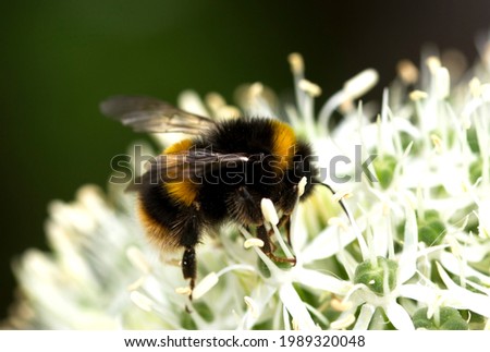 A White-tailed Bumble-Bee worker feeds on an allium flower. Still the commonest and most widespread of the Bumble-Bees in UK the males have longer antennae Royalty-Free Stock Photo #1989320048