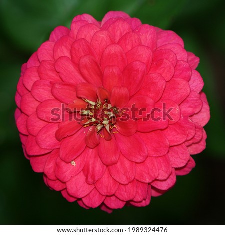 Zinnia elegans (syn. Zinnia violacea) known as youth-and-age, common zinnia or elegant zinnia, is an annual flowering plant in the daisy family Asteraceae.