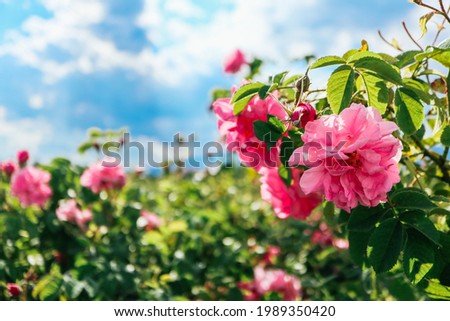 Bulgaria, rose plantation valley. Rosa damascena farm, rosebush. Royalty-Free Stock Photo #1989350420
