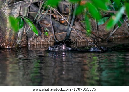 Water Opossum photographed in Chapada dos Veadeiros National Park, Goias. Cerrado Biome. Picture made in 2015.