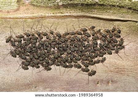 Common Barklouse colony (Cerastipsocus venosus) gathered on a Crepe Myrtle tree branch at night in Houston, TX. Harmless, beneficial insects that clean trees of loose bark and lichen.