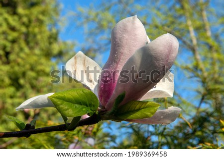 spring magnolia flowers, natural abstract  floral background