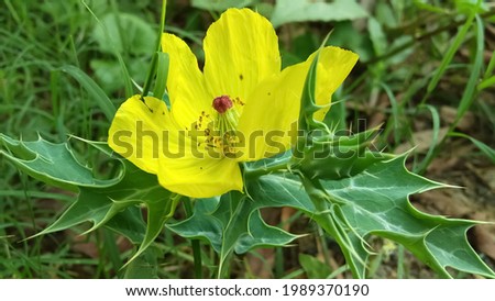 Mexican poppy captured in close up. It's found in  Mexico  now world wide. 