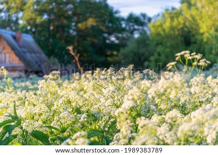 A field of white flowers and a small house.