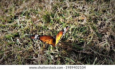 Butterfly sitting on the grass