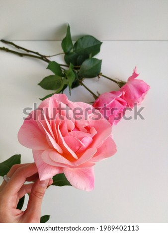Top down view of a pink rose from my garden that I hold in my hand