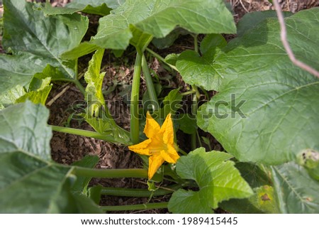 A beautiful plant with big yellow blooms which are turning into decorative gourds.