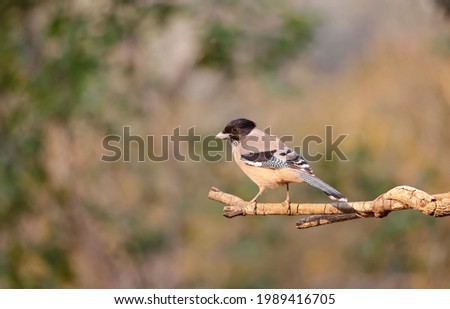 Black-headed jay (Garrulus lanceolatus) bird perched on tree branch in Sattal.