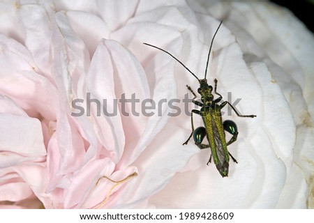 Italy, countryside, an insect on a wild rose flower