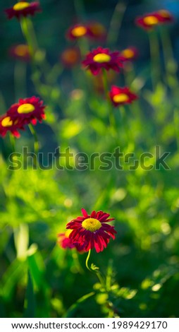 Red daisies in the sun. Image with selective focus