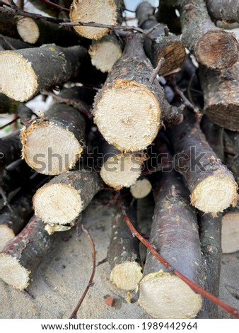 large vertical photo. eco. summer time. cut branches. many round cuts of small and thin trees. fresh cut. autumn pruning of trees. round smooth cut. wood.
