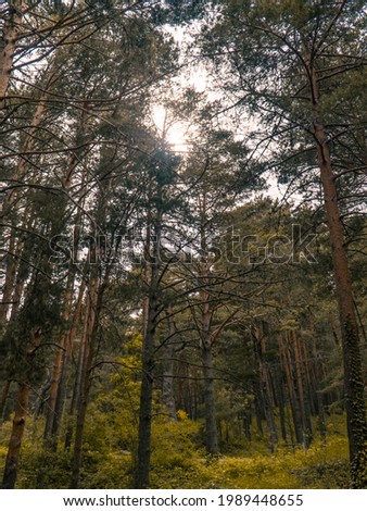 Tall trees in the forest with the sun on top, forest with the sun in the background, sun shining on the trees