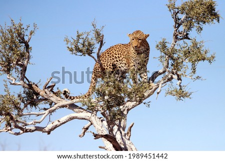Wild Jaguar standing on top of a tree. Rare picture of wild jaguar looking for prey from a tree crown with blue skies in the background.