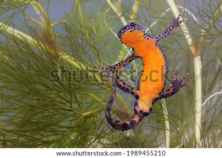 Close-up macro image of male Tritirus alpestris or Alpine newt male underwater with belly facing towards camera and feet with fingers spread and bright orange belly without spots and swollen cloaca