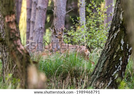 Female Roe Deer Goat Capreolus surprised by the photographer's sight, natural environment, domestic European roe deer