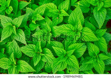 close up color picture of stinging nettles, full frame as picture background