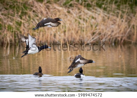 Tufted Ducks in flight ( Aythya fuligula )	