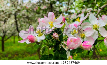 Blooming garden. Flowers on apple and pear trees. Environmentally friendly food. Vitamins. Fruits. Green Planet. Home garden. Delicate flowers. ITALY, Como, June 2021 
