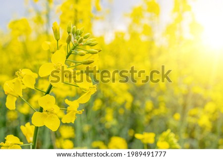 Canola field. Rapeseed plant, colza rapeseed for green energy. Yellow rape flower for healthy food oil on field. Springtime golden flowering Royalty-Free Stock Photo #1989491777