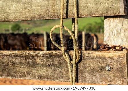 rope with bow hanging from a wooden fence with angus cattle in the background