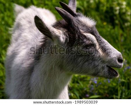 Close-up of a cute female goat head on green grass on the meadow