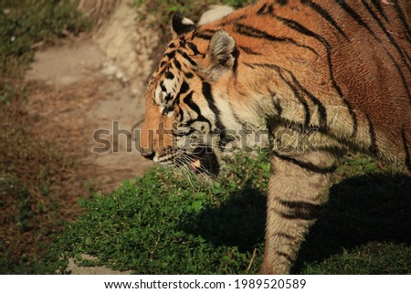 beautiful closeup of tiger walking 