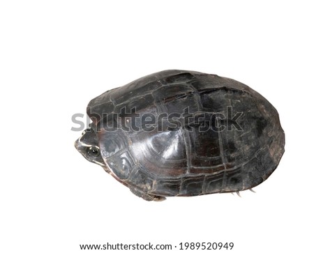 Turtle cub isolated on white background With cutting path
