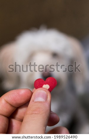 Hand giving a red heart dog biscuit to a cute white dog 