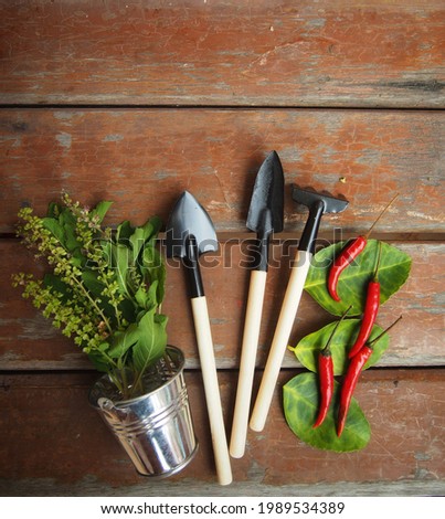 Basil​ leaves​ and​ red​ chili​s​ with​ gardening tools in a zinc bucket placed on a wooden floor. Top view. There is space to put text and​ pictures​, natural textures