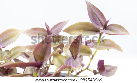 Close up shot on The tradescantia Nanouk plant in the white plastic pot isolated on white background