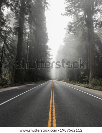 Scenic route in the Redwood National Forest in California, USA
