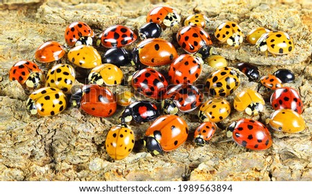 Ladybugs (ladybirds) (Coleoptera: Coccinellidae). Adults. Color biodiversity of ladybirds Royalty-Free Stock Photo #1989563894