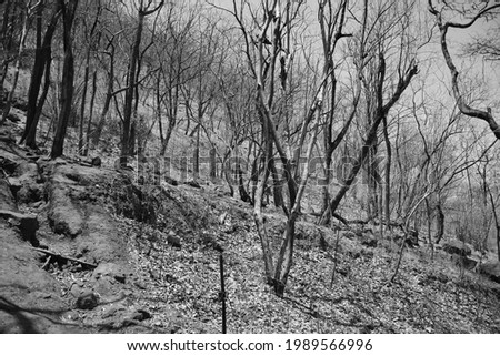Dead jungle and forest with dry trees with no leaves black and white background