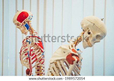 Two skeletons of the human body, with depicted veins and arteries, an educational aid for children, doctors and medical students. Medical education