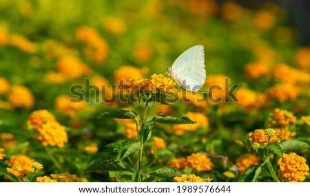 White butterfly is sucking nectar of yellow flower. Flower bush background.