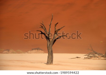 Dead camelthorn tree standing on salt-clay pan of deadvlei inside the Namib-Naukluft national park. Single tree with red sand dune in the background.