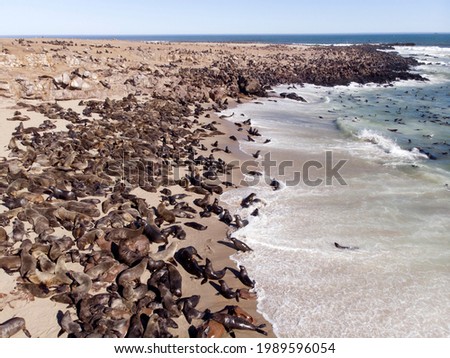Aerial picture of huge seal colony at cape cross in Namibia. Drone photograph of seals laying on the coastline and swimming in ocean water. African animal and landscape photography.