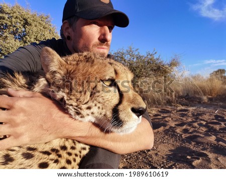Close-up of man hugging and cuddling a Cheetah in Namibia. Rescued Cheetah in sanctuary gently held by one guy with blue skies in the background. 