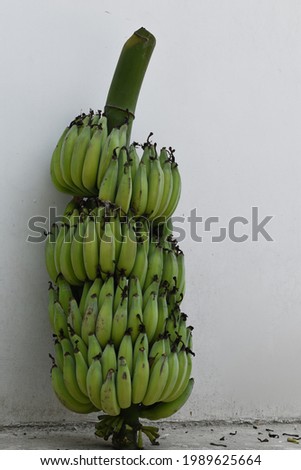 Picture of cluster of green banana or hand of banana.