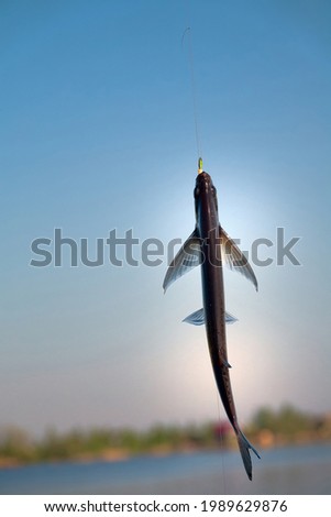 Sport fishing in the north river. Dynamic picture when Sabrefish (Pelecus cultratus) are brought to the surface