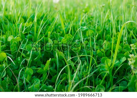 clover grass beautiful green background