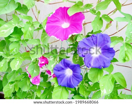 Blue and pink morning glory (asagao) crawling on the wall Royalty-Free Stock Photo #1989668066